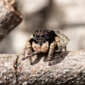 Maratus vespertilio at Macgregor, ACT - suppressed