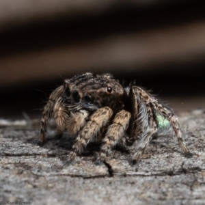 Maratus vespertilio at Macgregor, ACT - suppressed