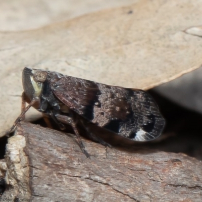 Platybrachys decemmacula (Green-faced gum hopper) at Bruce, ACT - 5 Oct 2020 by Roger