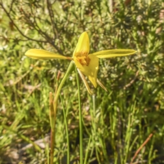 Diuris chryseopsis (Golden Moth) at Forde, ACT - 4 Oct 2020 by Cmperman