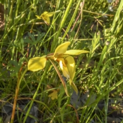 Diuris chryseopsis at Forde, ACT - suppressed