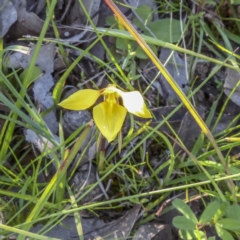 Diuris chryseopsis at Forde, ACT - suppressed