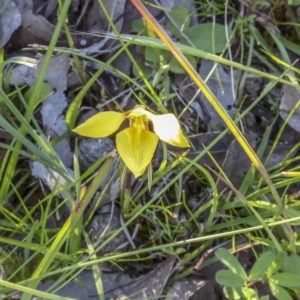 Diuris chryseopsis at Forde, ACT - 4 Oct 2020