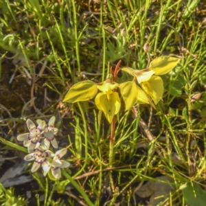 Diuris chryseopsis at Forde, ACT - suppressed