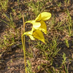 Diuris chryseopsis at Forde, ACT - suppressed