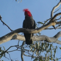 Callocephalon fimbriatum (Gang-gang Cockatoo) at Deakin, ACT - 5 Oct 2020 by AdventureGirl