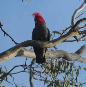 Callocephalon fimbriatum at Deakin, ACT - 5 Oct 2020