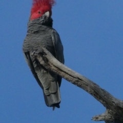 Callocephalon fimbriatum (Gang-gang Cockatoo) at Red Hill, ACT - 5 Oct 2020 by AdventureGirl