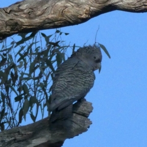 Callocephalon fimbriatum at Red Hill, ACT - suppressed