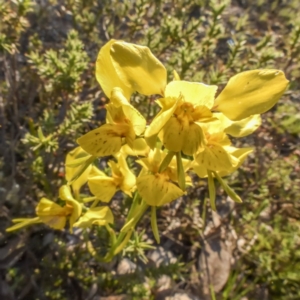 Diuris sp. (hybrid) at Sutton, NSW - 4 Oct 2020