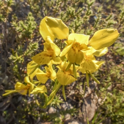 Diuris sp. (hybrid) (Hybrid Donkey Orchid) at Sutton, NSW - 4 Oct 2020 by Cmperman