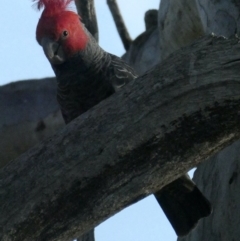 Callocephalon fimbriatum (Gang-gang Cockatoo) at Red Hill, ACT - 5 Oct 2020 by AdventureGirl