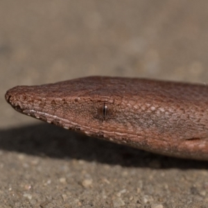 Lialis burtonis at Stromlo, ACT - 5 Oct 2020 03:28 PM