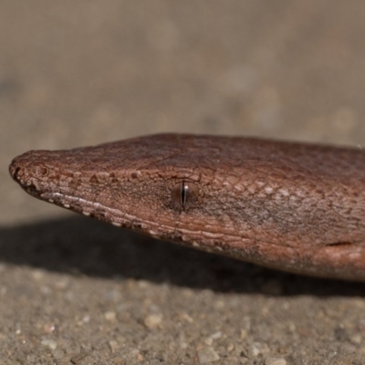 Lialis burtonis (Burton's Snake-lizard) at Lower Molonglo - 5 Oct 2020 by patrickcox