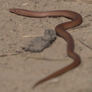 Lialis burtonis at Stromlo, ACT - 5 Oct 2020 03:28 PM