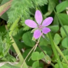 Erodium cicutarium (Common Storksbill, Common Crowfoot) at Griffith Woodland - 5 Oct 2020 by AlexKirk