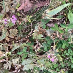 Erodium cicutarium at Griffith, ACT - 5 Oct 2020