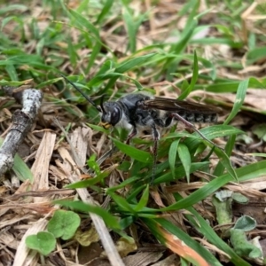 Tiphiidae (family) at Quaama, NSW - 5 Oct 2020