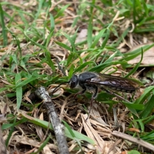 Tiphiidae (family) at Quaama, NSW - 5 Oct 2020