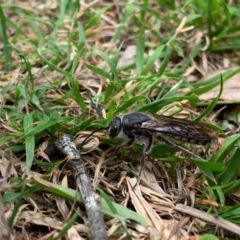 Tiphiidae sp. (family) at Quaama, NSW - 5 Oct 2020