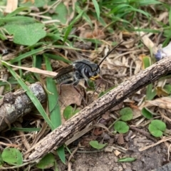 Tiphiidae (family) at Quaama, NSW - 5 Oct 2020