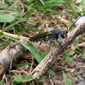 Tiphiidae (family) at Quaama, NSW - 5 Oct 2020