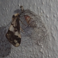 Anestia (genus) (A tiger moth) at Spence, ACT - 5 Oct 2020 by Laserchemisty