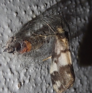 Anestia (genus) at Spence, ACT - 5 Oct 2020