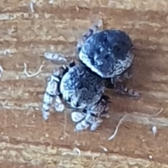 Simaethula sp. (genus) (A jumping spider) at Gundaroo, NSW - 5 Oct 2020 by Gunyijan