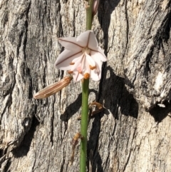 Asphodelus fistulosus (Onion Weed) at Hackett, ACT - 30 Sep 2020 by cmobbs