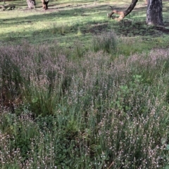 Asphodelus fistulosus at Hackett, ACT - 1 Oct 2020