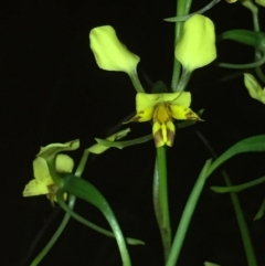 Diuris nigromontana (Black Mountain Leopard Orchid) at Aranda, ACT - 5 Oct 2020 by Jubeyjubes
