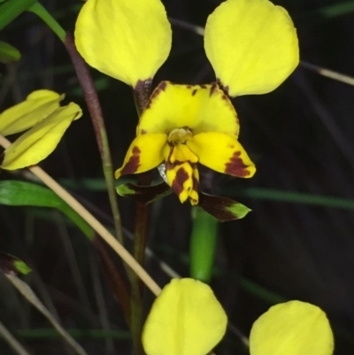 Diuris nigromontana (Black Mountain Leopard Orchid) at Aranda, ACT - 5 Oct 2020 by Jubeyjubes