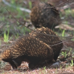 Tachyglossus aculeatus (Short-beaked Echidna) at Gundaroo, NSW - 18 Aug 2020 by Gunyijan