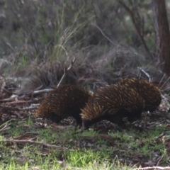 Tachyglossus aculeatus at Gundaroo, NSW - 18 Aug 2020