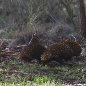 Tachyglossus aculeatus at Gundaroo, NSW - 18 Aug 2020