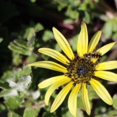 Melangyna viridiceps (Hover fly) at Gundaroo, NSW - 25 Aug 2020 by Gunyijan