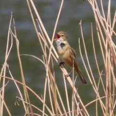 Acrocephalus australis (Australian Reed-Warbler) at Tuggeranong Creek to Monash Grassland - 4 Oct 2020 by RodDeb