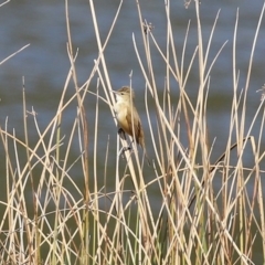 Acrocephalus australis at Monash, ACT - 4 Oct 2020 02:28 PM