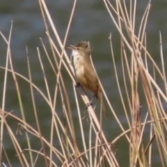 Acrocephalus australis at Monash, ACT - 4 Oct 2020 02:28 PM