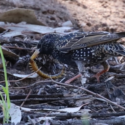 Scolopendromorpha (order) (A centipede) at Tuggeranong Creek to Monash Grassland - 4 Oct 2020 by RodDeb