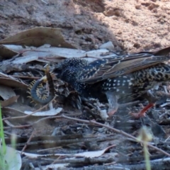 Scolopendromorpha (order) at Monash, ACT - 4 Oct 2020