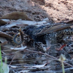 Scolopendromorpha (order) at Monash, ACT - 4 Oct 2020