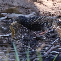 Scolopendromorpha (order) at Monash, ACT - 4 Oct 2020