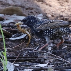 Scolopendromorpha (order) at Monash, ACT - 4 Oct 2020