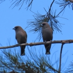 Artamus cyanopterus cyanopterus (Dusky Woodswallow) at Tuggeranong Creek to Monash Grassland - 4 Oct 2020 by RodDeb