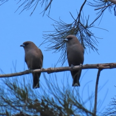 Artamus cyanopterus cyanopterus (Dusky Woodswallow) at Isabella Pond - 4 Oct 2020 by RodDeb