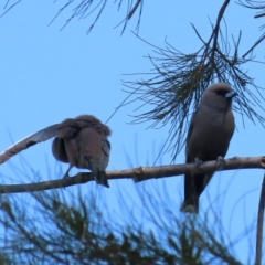 Artamus cyanopterus at Monash, ACT - 4 Oct 2020