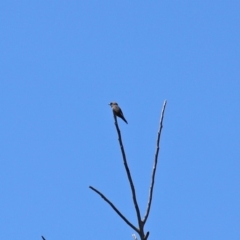 Artamus cyanopterus at Monash, ACT - 4 Oct 2020