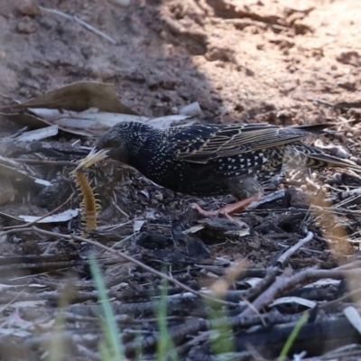 Sturnus vulgaris (Common Starling) at Tuggeranong Creek to Monash Grassland - 4 Oct 2020 by RodDeb